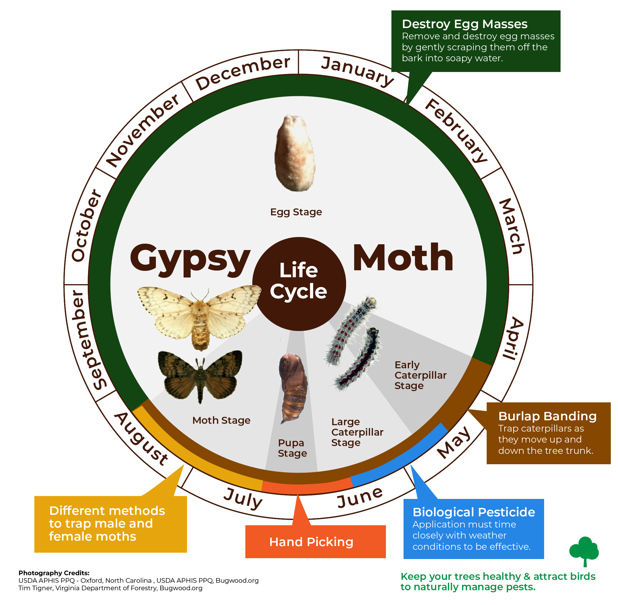 Infographic on the gypsy moth lifecycle. For more information on this infographic please contact forestry@london.ca
