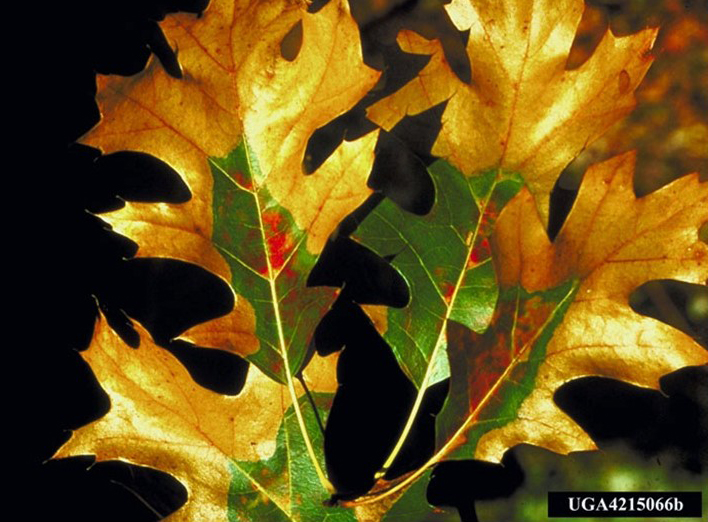 Oak leaves with oak wilt causing green leaves to turn yellow around edges